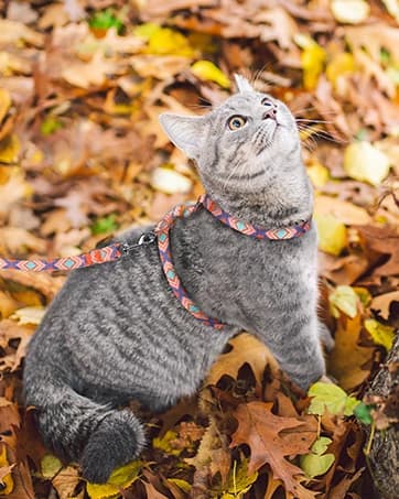 Cat Harness and Leash Set — Adjustable Pet Straps — collection imagery