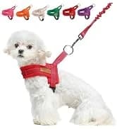 Dog Leash for Large Dogs — 5FT Heavy Duty Rope Leash Bulk — collection imagery