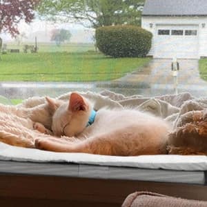 Cat Window Perch — Cat Hammock w/Fleece Blanket Upgraded Screw Suction Cups — collection imagery