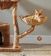 Cat Tunnel S Shape Cat Tunnels for Large and Indoor Cats 51”Long — collection imagery