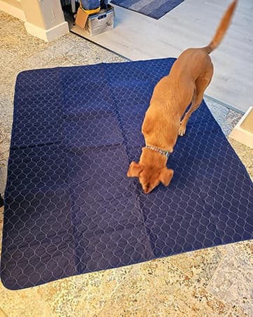 2Pack Pee Pads for Dogs Washable 53”x53” — collection imagery