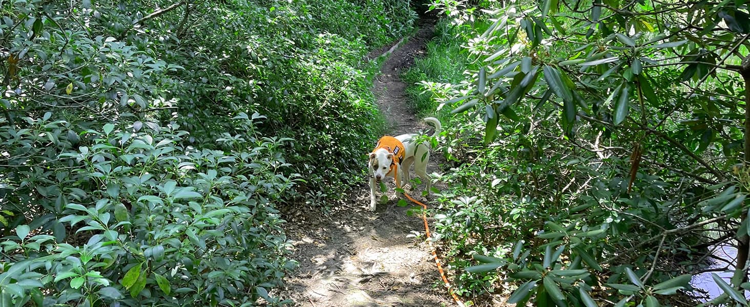 Long Dog Leash Waterproof Training Leashes 50ft 30ft 20ft 15ft 10ft 6ft — collection imagery