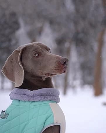 Dog Coat for Medium Dogs — Fleece Dog Winter Jacket with Harness — collection imagery