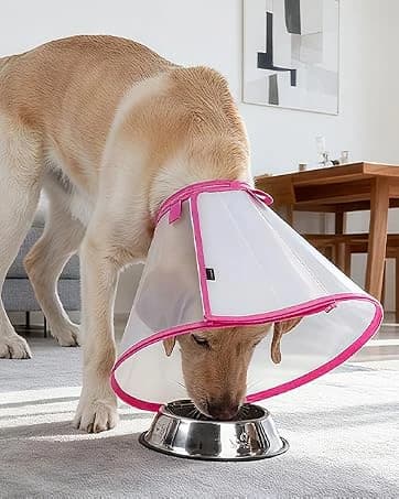 Dog Cone to Stop Licking — Clear Recovery Collar with Detachable Zipper — collection imagery