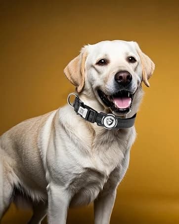 Waterproof Airtag Dog Collar Holder for Apple Air Tag — collection imagery