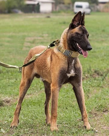 Tactical Dog Collar for Large Dogs — Traffic Control Handle — collection imagery