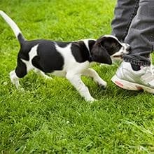 Dog Toy — Large Dog Squeaky Toys — Keep Your Home Clean And Tidy
