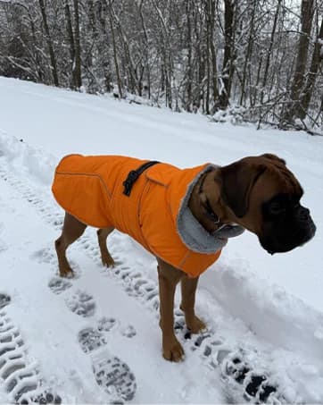 Dog Coat Warm Dog Winter Coat Waterproof Dogs Jacket with Harness — collection imagery
