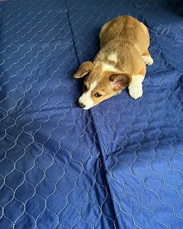 2Pack Pee Pads for Dogs Washable 53”x53” — collection imagery