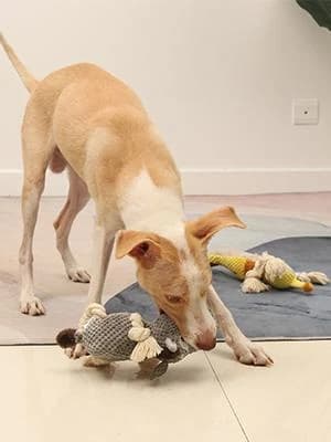 Dog Toy — Large Dog Squeaky Toys — How we help you