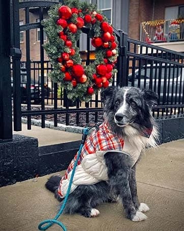 Dog Coat for Medium Dogs — Fleece Dog Winter Jacket with Harness — collection imagery