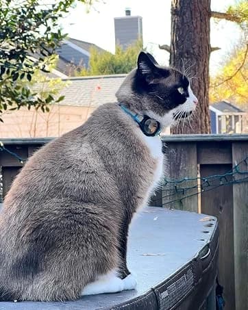 AirTag Dog Collar Holder Compatible with Apple Air Tag — 1st & 2nd Gen — collection imagery