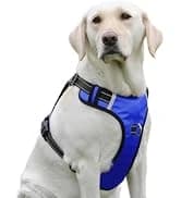 Reflective Dog Collar — Adjustable Nylon for Medium Dogs — collection imagery