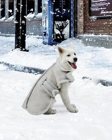 Dog Winter Jacket — Warm Windproof Dog Sweaters for Small Dogs — collection imagery