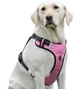 Reflective Dog Collar — Adjustable Nylon for Medium Dogs — collection imagery