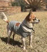 Dog Shoes for Small Dogs â Puppy Boots and Paw Protectors â collection imagery