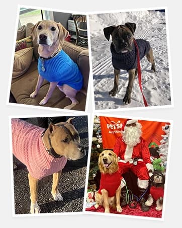 Cable Knit Turtleneck Dog Sweater with Leash Opening — collection imagery