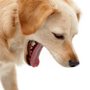 Slow Feeder Dog Bowl — Anti-Chocking Slower Feeding Pet Puzzle Bowls — collection imagery