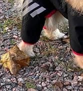 Dog Raincoat — Waterproof Dog Rain Jacket with Hood — collection imagery