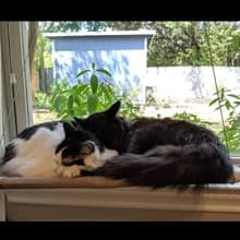 Cat Window Hammock – Mess-Free Waterproof Cats Window Perch for Large Cats — 360° sunbathing