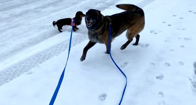 Long Dog Leash Waterproof Training Leashes 50ft 30ft 20ft 15ft 10ft 6ft — Off Leash Training