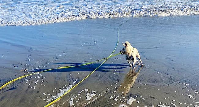 Long Dog Leash Waterproof Training Leashes 50ft 30ft 20ft 15ft 10ft 6ft — Beach Playing