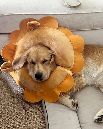 Inflatable Recovery Dog Collar — collection imagery