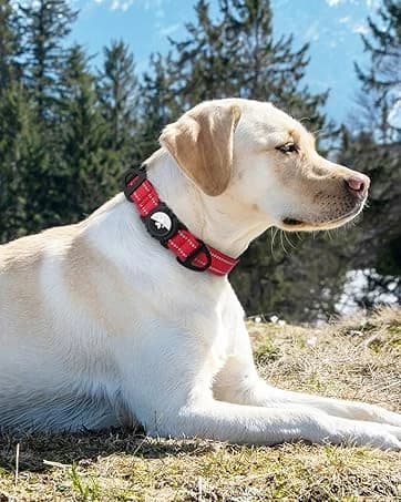 Reflective Dog Leash for Medium and Large Dogs — collection imagery