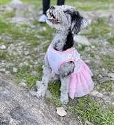 Dog Shoes for Small Dogs â Puppy Boots and Paw Protectors â collection imagery