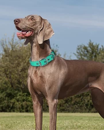 Tactical Dog Collar for Large Dogs — Traffic Control Handle — collection imagery