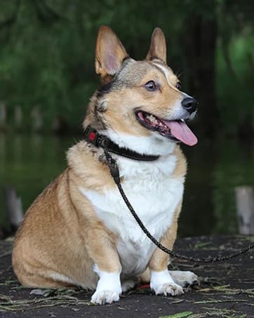 Rope Dog Leash for Medium and Large Dogs — collection imagery