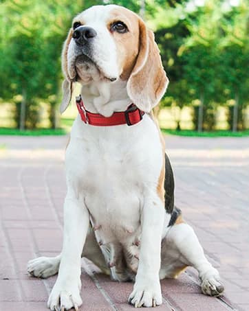 Reflective Dog Collar — Adjustable Nylon for Medium Dogs — collection imagery