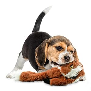 Unstuffed Woodland Squeaky Dog Toys — 5 Pack — collection imagery