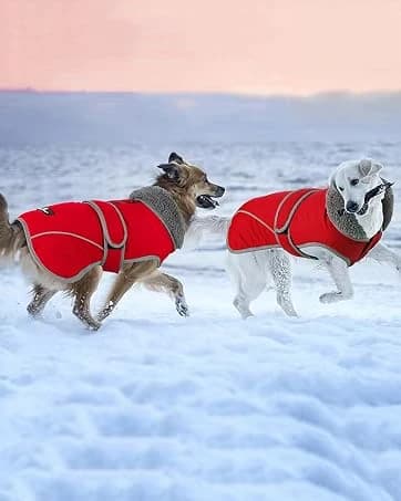 Dog Winter Coat with Harness — collection imagery