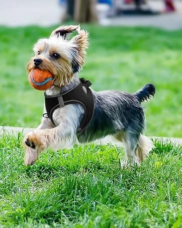 Reflective Dog Leash for Medium and Large Dogs — collection imagery