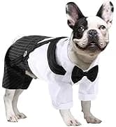 Reversible Dog Winter Coat — Dog Jacket for Small — collection imagery