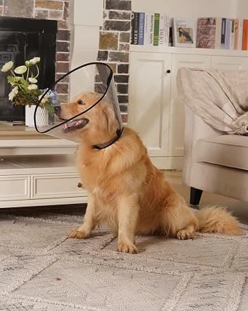 Dog Cone to Stop Licking — Clear Recovery Collar with Detachable Zipper — collection imagery