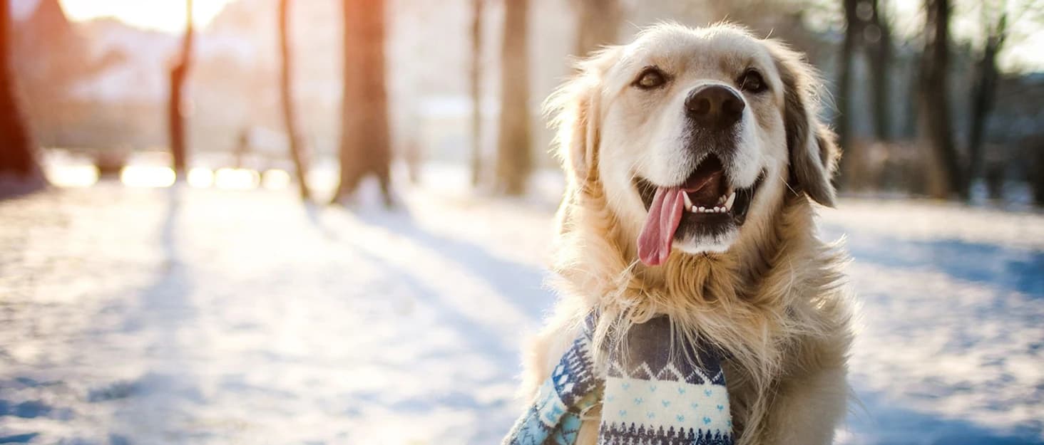 Dog Winter Jacket — Warm Windproof Dog Sweaters for Small Dogs — collection imagery