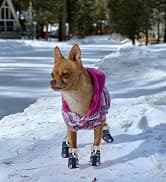 Dog Shoes for Small Dogs â Puppy Boots and Paw Protectors â collection imagery