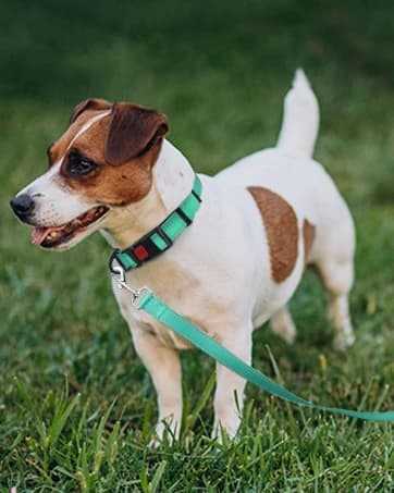 Rope Dog Leash for Medium and Large Dogs — collection imagery