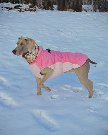 Dog Coat Warm Dog Winter Coat Waterproof Dogs Jacket with Harness — collection imagery