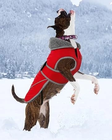 Dog Winter Coat with Harness — collection imagery