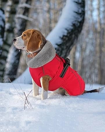 Dog Winter Coat with Harness — collection imagery