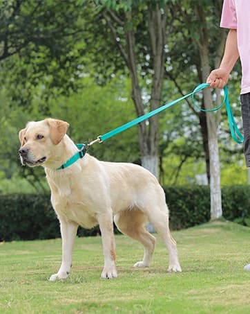 Waterproof Dog Training Leash 50FT 30FT 15FT 10FT 5FT Heavy Duty Recall Long Lead for Large Medium Small Dogs — collection imagery