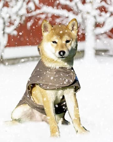Dog Winter Jacket — Warm Windproof Dog Sweaters for Small Dogs — collection imagery