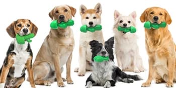 Cactus Dog Chew Toy for Aggressive Chewers — New Concept Dog Toys