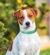 Reflective Dog Leash for Medium and Large Dogs — collection imagery