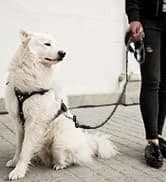 Rope Dog Leash for Medium and Large Dogs — collection imagery