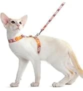 Cat Harness and Leash Set — Adjustable Pet Straps — collection imagery
