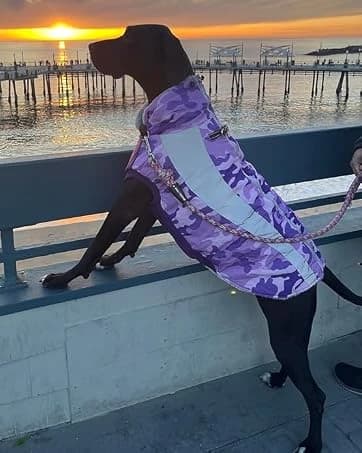 Dog Coat for Medium Dogs — Fleece Dog Winter Jacket with Harness — collection imagery